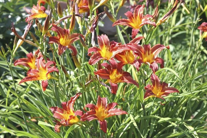 Figure 1. Group daylilies in masses for best effect.