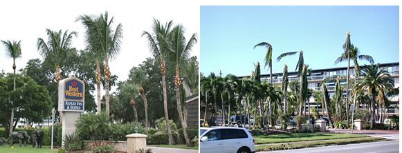 Figure 8. Coconut palms that were overtrimmed prior to a hurricane (left) showed high mortality rates (right). Note that the untrimmed palms of the other species in this picture showed no damage from this storm.