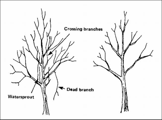 Figure 5. Pruning order is always the same.