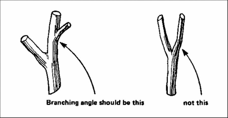 Figure 2. Encourage wide branching angles.