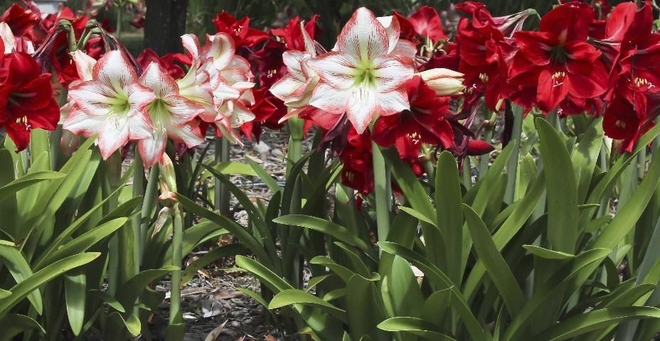 Figure 2. Amaryllis has many landscape uses.