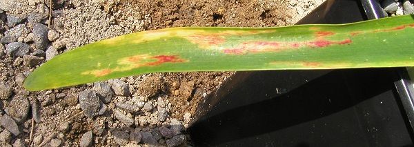 Figure 6. Red blotch disease of Amaryllis