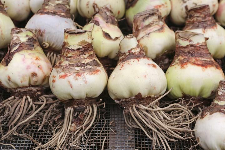 Figure 5. When transplanting amaryllis bulbs, retain as much of the root system as possible.