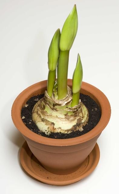 Figure 3. Amaryllis can be grown in containers.