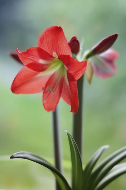 Figure 1. Amaryllis is a low maintenance, reliable bulb for Florida.