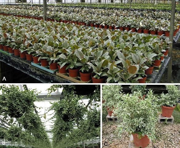 Figure 1. Commercial production of Ficus elastica (A), Ficus pumila (B), and Ficus benjamina (C) in shaded greenhouses.