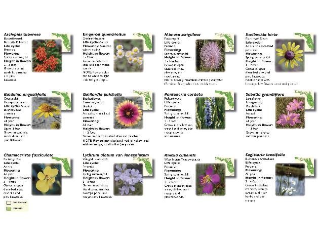 Wildflowers For All Seasons - University of Florida, Institute of Food and  Agricultural Sciences