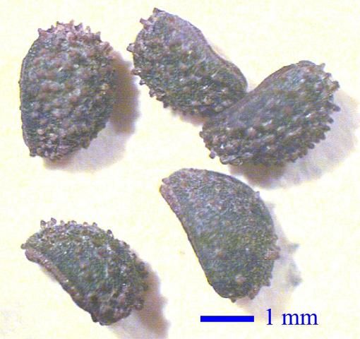 Figure 7. Seed of Goldenmane Coreopsis.