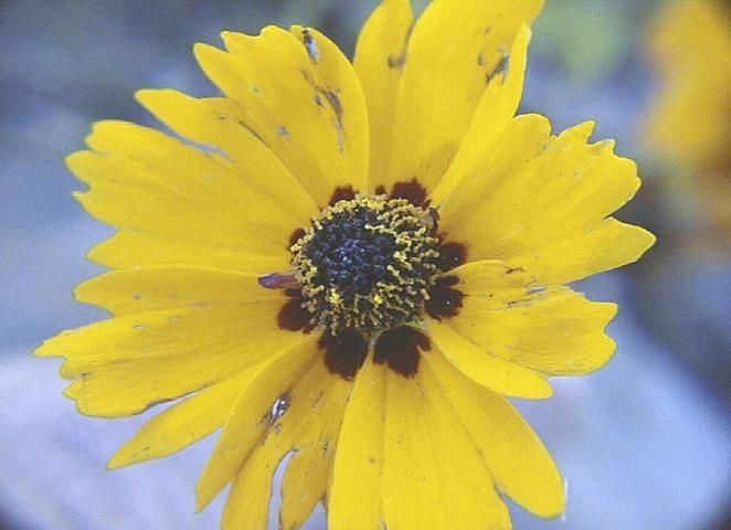 Thrips injury on a Goldenmane Coreopsis flower.