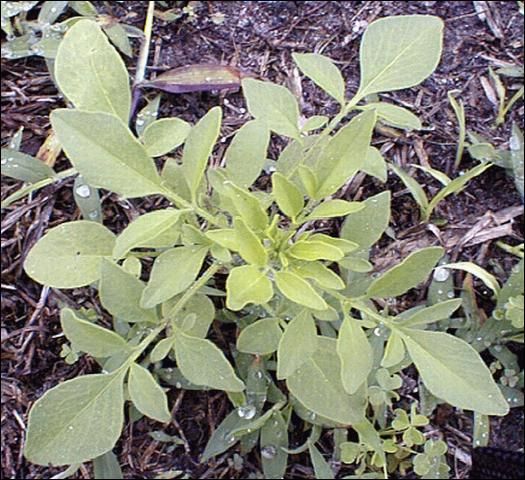 Young plant of Goldenmane Coreopsis.