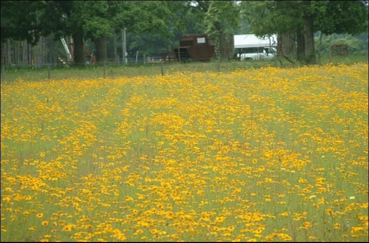 Goldenmane Coreopsis in a crop grown for seed in North Florida.