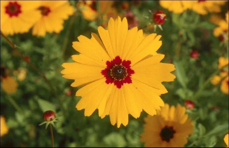 The characteristic small, dark-red spots at the base of the petals of Goldenmane Coreopsis.