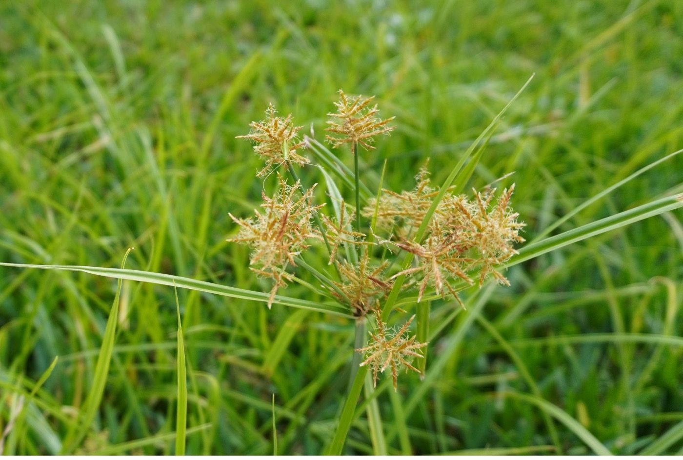 An example of a sedge weed – yellow nutsedge inflorescence in north-central Florida.