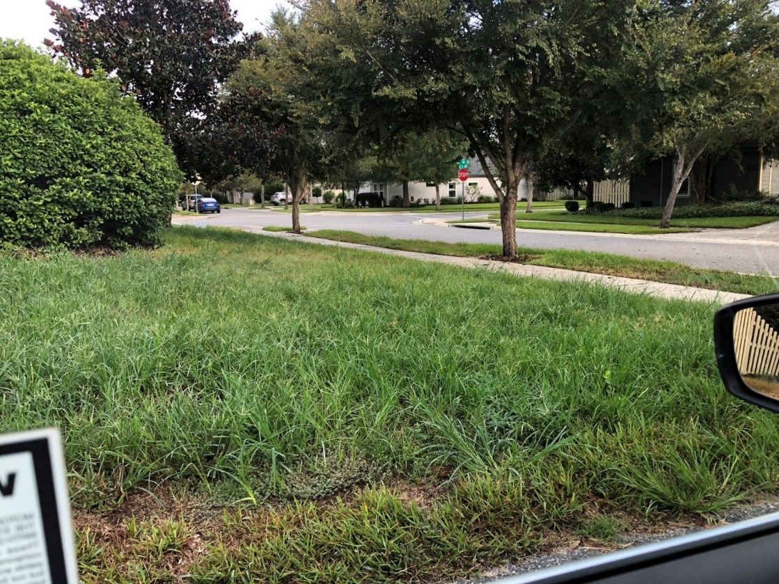 An example of goosegrass infesting a neglected St. Augustinegrass home lawn in north-central Florida.