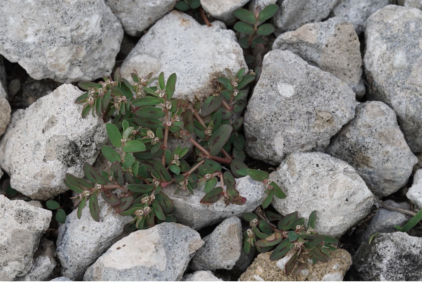 An example of broadleaf weed – spotted spurge inhabiting gravel.
