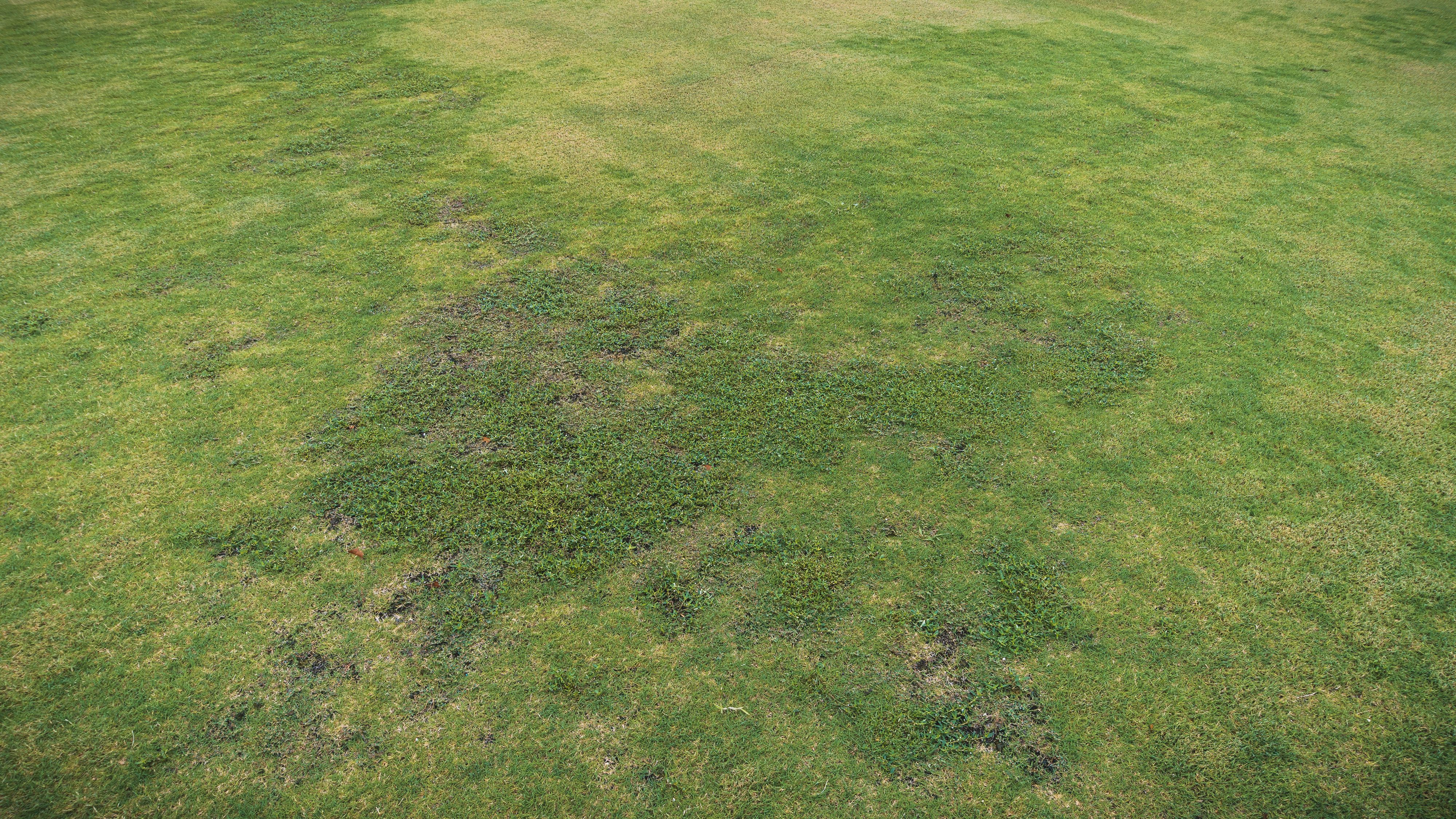 Old world diamondflower encroaching into bare spots after spotted spurge dieback in nematode-damaged ‘Latitude 36’ bermudagrass in southern Florida.