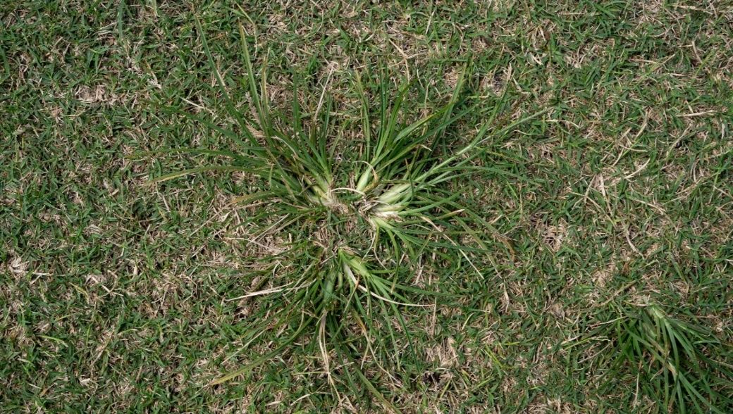 An example of a grassy weed - goosegrass - infesting common bermudagrass in north-central Florida.