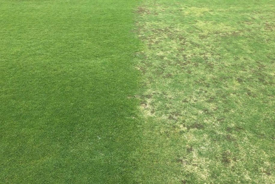 A green grass with a half of the same color

Description automatically generated with medium confidence