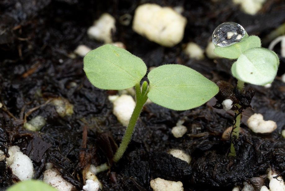 An example of an emerging dicot plant’s cotyledons (first leaves).