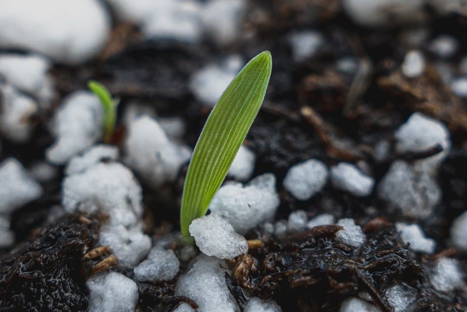 An example of an emerging monocot plant’s cotyledon (first leaf). 
