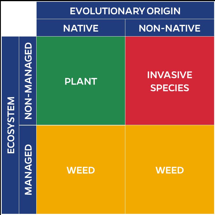 Diagram depicting the categorization of plants by evolutionary origin (native vs. non-native) and ecosystem (managed vs. non-managed), delineating between weeds, invasive, and non-invasive species.