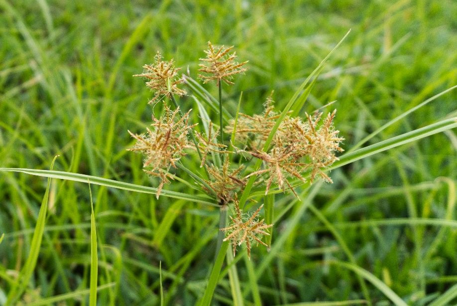 An example of a sedge weed—yellow nutsedge inflorescence in north-central Florida.