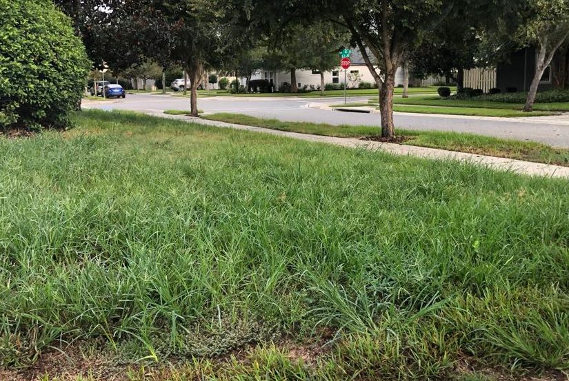 An example of goosegrass infesting a neglected St. Augustinegrass home lawn in north-central Florida.