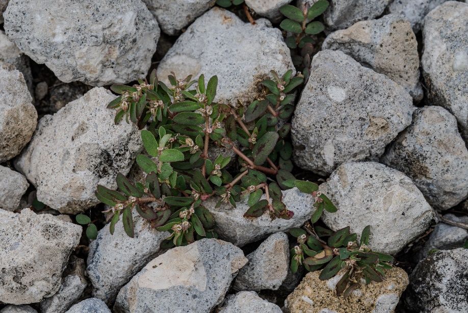 An example of broadleaf weed—spotted spurge inhabiting gravel.