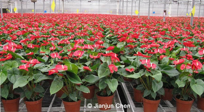 Figure 1. Commercial production of Anthurium cultivars in a shaded greenhouse.