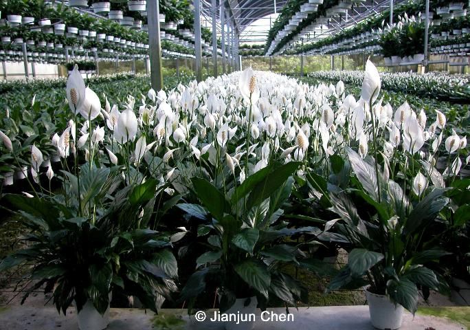Figure 1. Commercial production of Spathiphyllum cultivars in a shaded greenhouse.