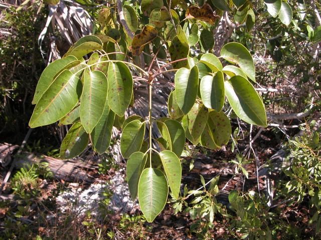 Poisonwood leaves with dots of resin.