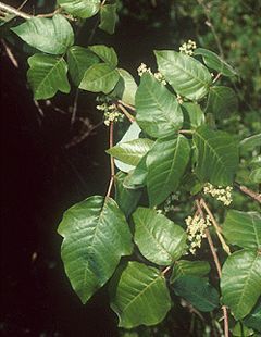 Poison ivy leaves (consisting of three leaflets) and flowers.