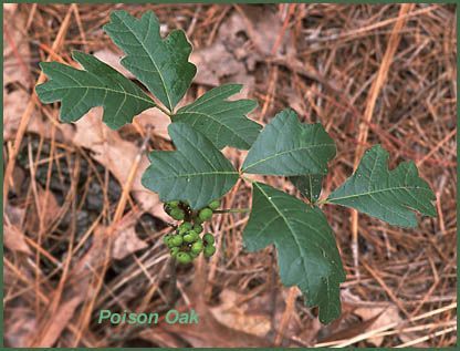 Poison oak lobed leaves and immature green fruit.