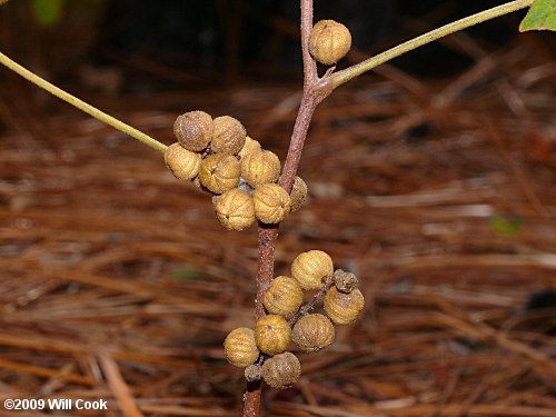 Poison oak mature fruit.
