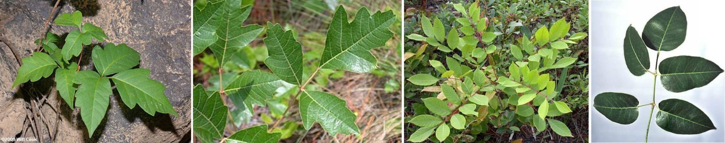 Poison ivy, poison oak, poison sumac, and poisonwood.