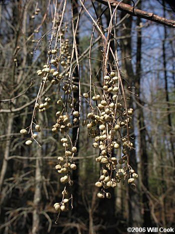 Poison sumac mature fruit in winter.