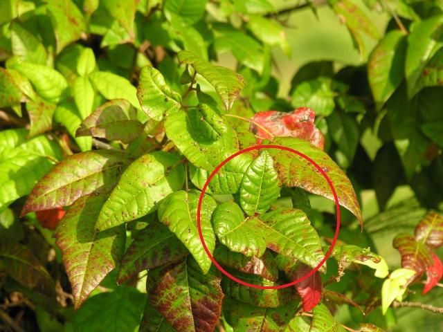 Poison ivy vine showing single leaf (in circle) and fall red color.