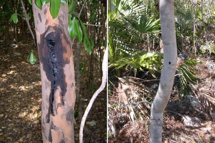 Poisonwood bark variations.
