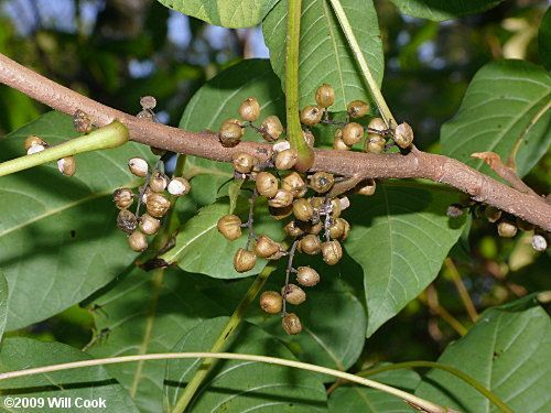 Poison ivy mature fruits.