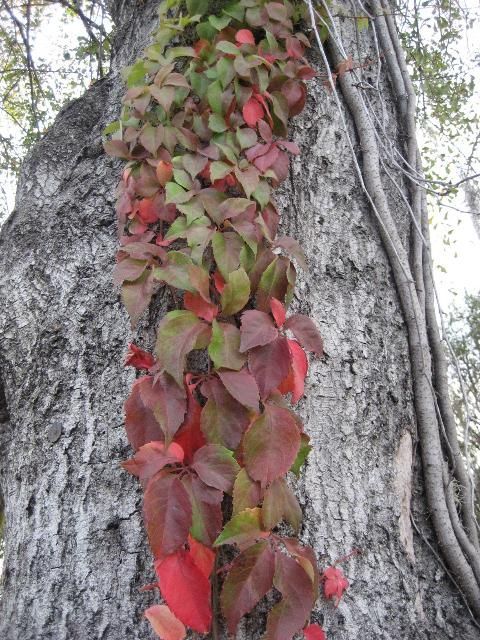 Virginia creeper showing vining habit and winter color.