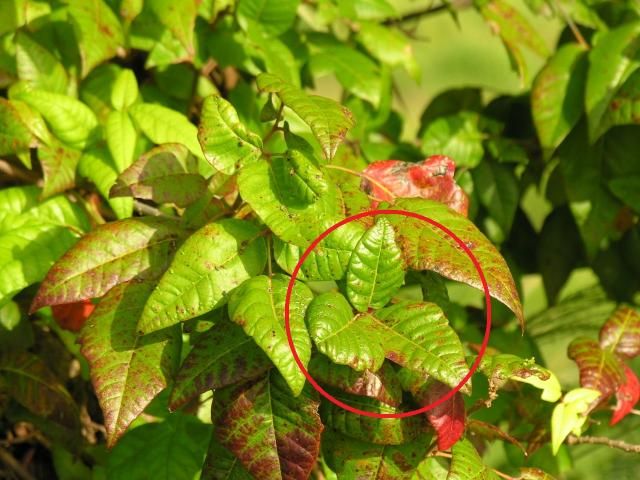 Figure 3. Poison ivy vine showing single leaf (in circle) and fall red color.