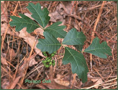 Figure 7. Poison oak lobed leaves and immature green fruit.