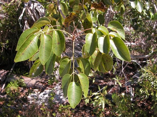 Figure 14. Poisonwood leaves with dots of resin.