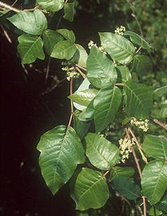 Figure 2. Poison ivy leaves (consisting of three leaflets) and flowers.