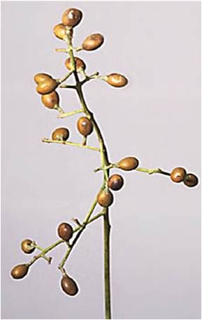 Figure 15. Poisonwood fruit.