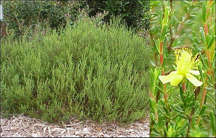 Figure 1. Atlantic St. Johnswort (Hypericum reductum) shoot and flower detail and entire plant growing in a non-irrigated Florida landscape.