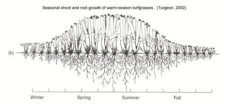 Annual root and shoot growth cycle of warm-season turfgrass species.