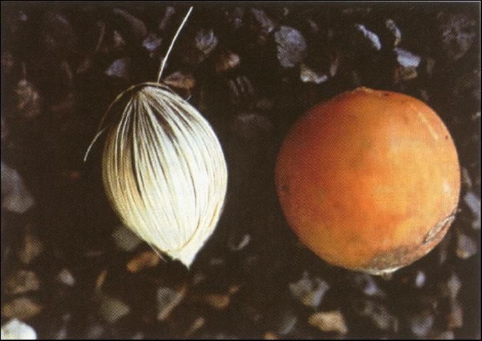 Figure 5. Cleaned (left) and uncleaned (right) seed of queen palm (Syagrus romanzoffiana).