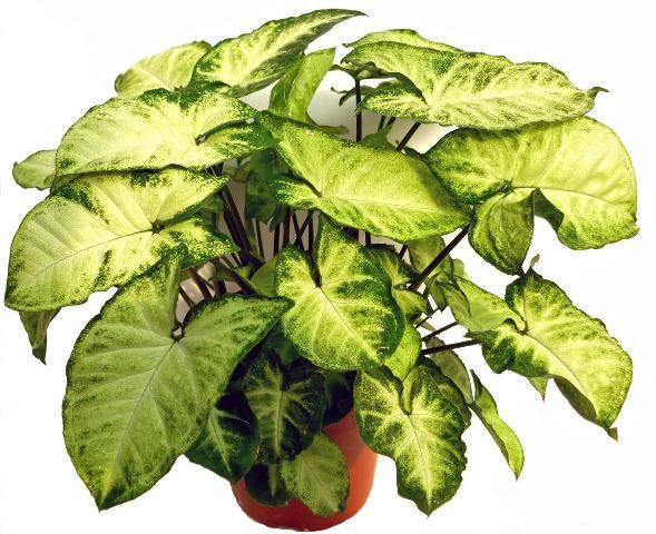 Figure 1. Syngonium podophyllum, also known as arrowhead plant, nephthytis, African evergreen, and goosefoot plant.