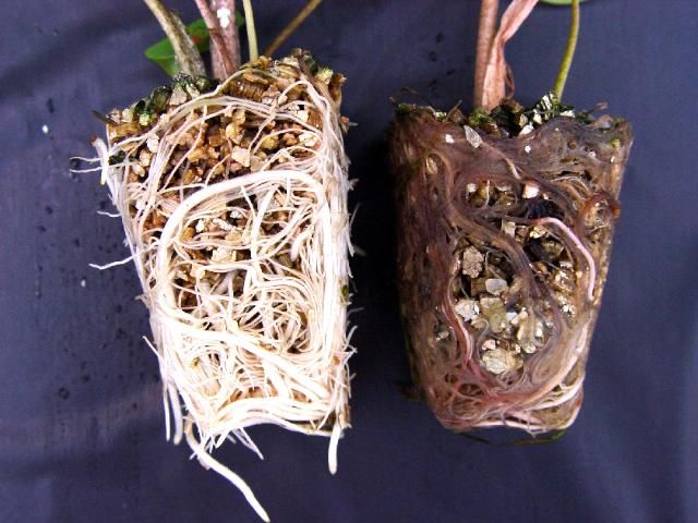 Figure 1. Roots of 'Freida Hemple' (left, moderately resistant to Pythium root rot) and 'Gray Ghost' (right, susceptible to Pythium root rot) 13 days after inoculation with Pythium oogonia.